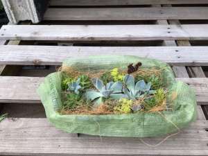 6月　寄植え教室と臨時休業のお知らせ