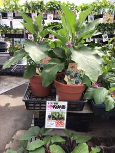 大苗シリーズを入荷中❣️