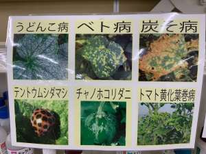 夏野菜の病害虫について