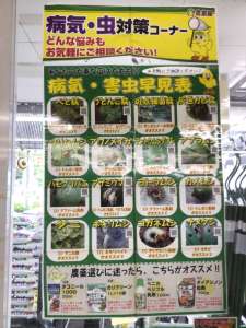病気、害虫の対策をしましょう‼️