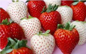 ランナー🏃‍♀️発生中〜🍓