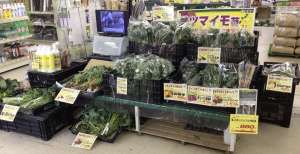 サツマイモ苗が入荷しております！