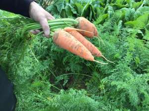 🥕保さんの人参🥕