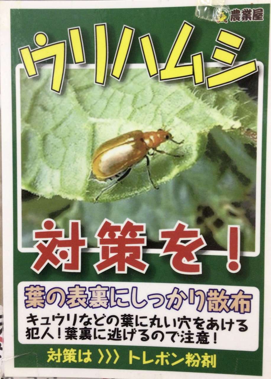 キュウリによく付くウリハムシ対策のトレボンのご紹介!
