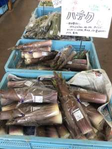 ハチク､小梅入荷してきました！