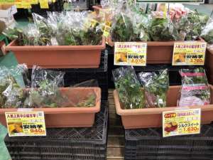 🍠さつまいも苗まだまだ販売中！🍠