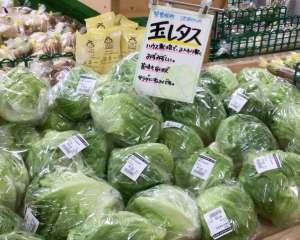 🥬設立当初から不動の人気レタス🥬