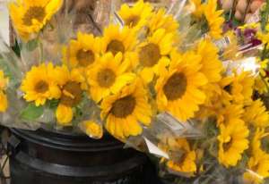 だぁぁぁぁああああいスキな🌻向日葵🌻