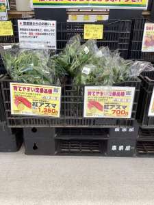 さつまいも苗まだまだ入荷中‼️
