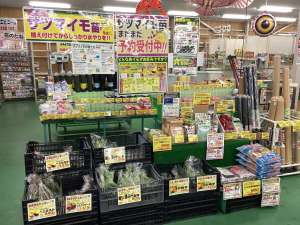 サツマイモ苗まだまだ販売中