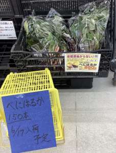 さつまいも苗まだあります！