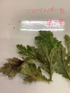 グンバイムシの被害にご注意ください！対応する殺虫剤もご紹介！