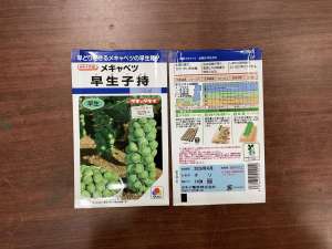 芽キャベツの播種期です。