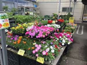 観葉植物🪴入荷しました〜🌱
