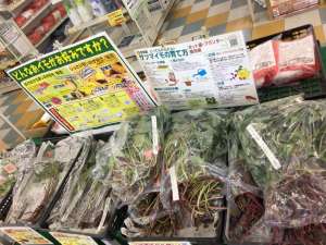 　　　　　　　サツマイモ苗が販売中