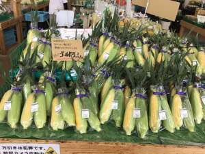 とうもろこしが入荷してきました！