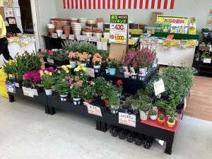 鉢花大量入荷‼︎