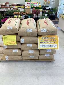 令和6年産コシヒカリ玄米限定入荷‼︎