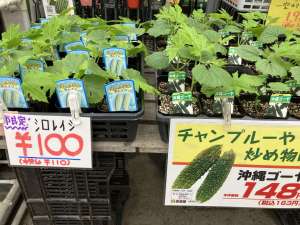 ゴーヤ苗、まだまだあります！