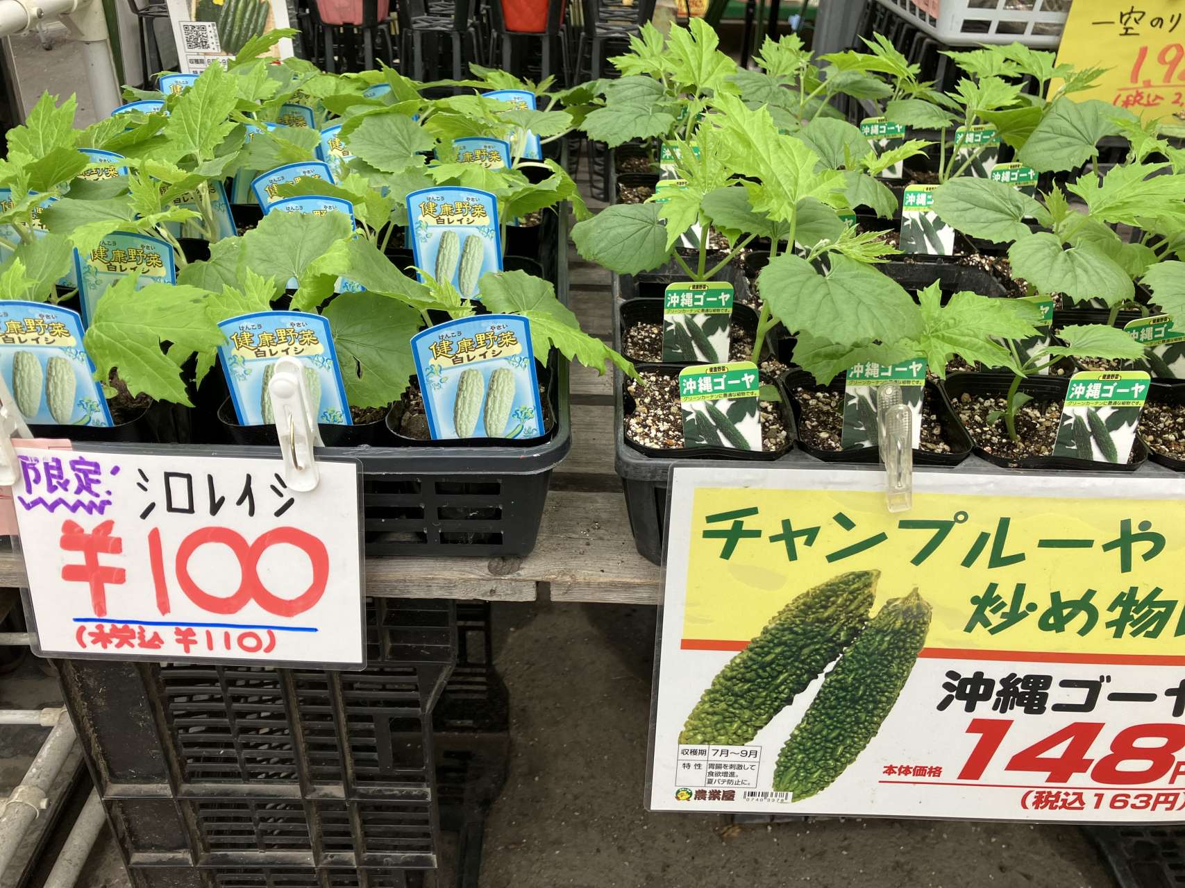 ゴーヤ苗、まだまだあります！
