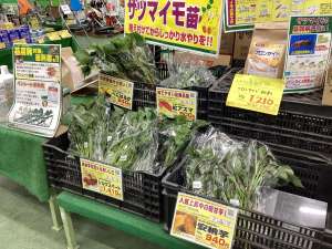 サツマイモ苗、最終入荷！かも？