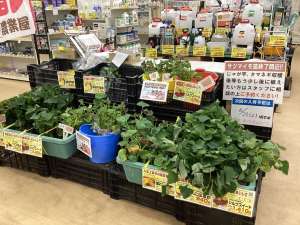 臨時休業のお知らせ&サツマイモ苗間も無く最終！