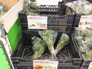サツマイモ苗　最終入荷分少し余ってます