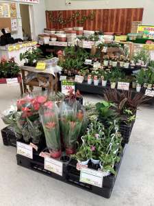 鉢花入荷中！！