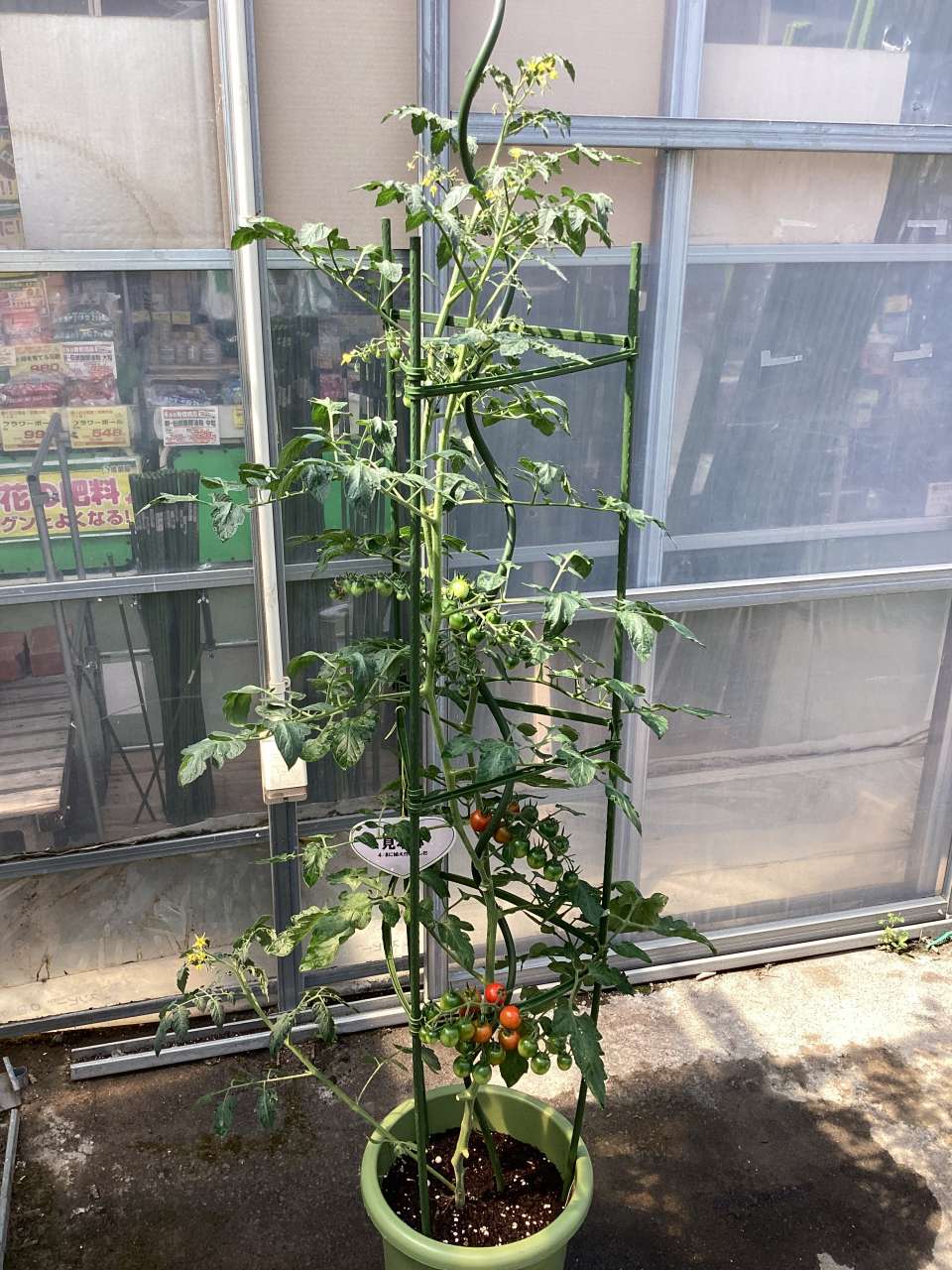 お店のミニトマトも大きく育ちました🍅✨