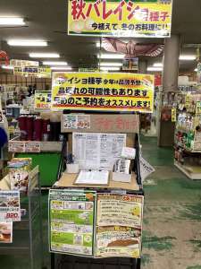 秋バレイショと健康野菜球根の予約受付中‼️