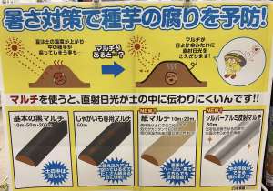 暑さ対策　マルチのご紹介！