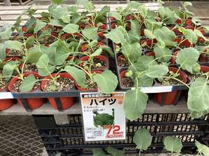 ブロッコリー苗、入荷開始！！