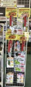 健康野菜球根の入荷開始‼︎