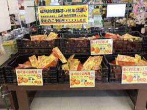 🥔秋バレイショ種芋入荷しました🥔