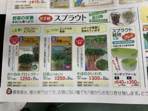 今まける種のご紹介‼️