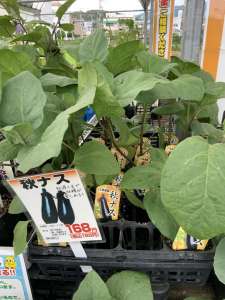 ナスの更新剪定はお盆までに‼️