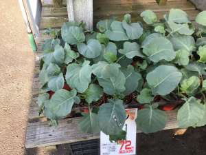 ブロッコリー🥦入荷してますよ〜💫