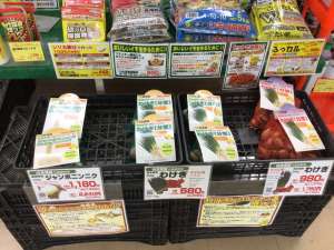 ニンニク🧄ワケギの球根入荷しました〜🪻