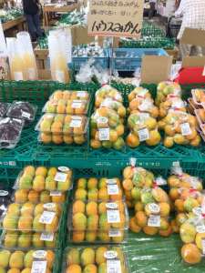 ハウスみかん､金瓜が入荷してきました！