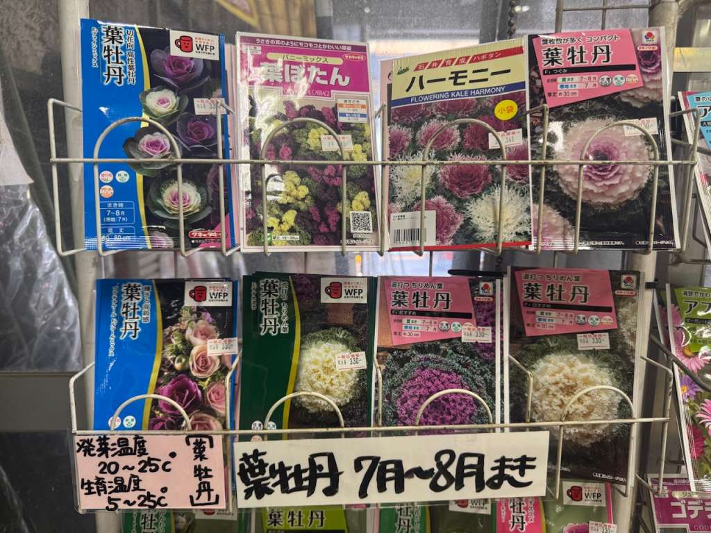 葉牡丹のまきどき【７月〜８月】