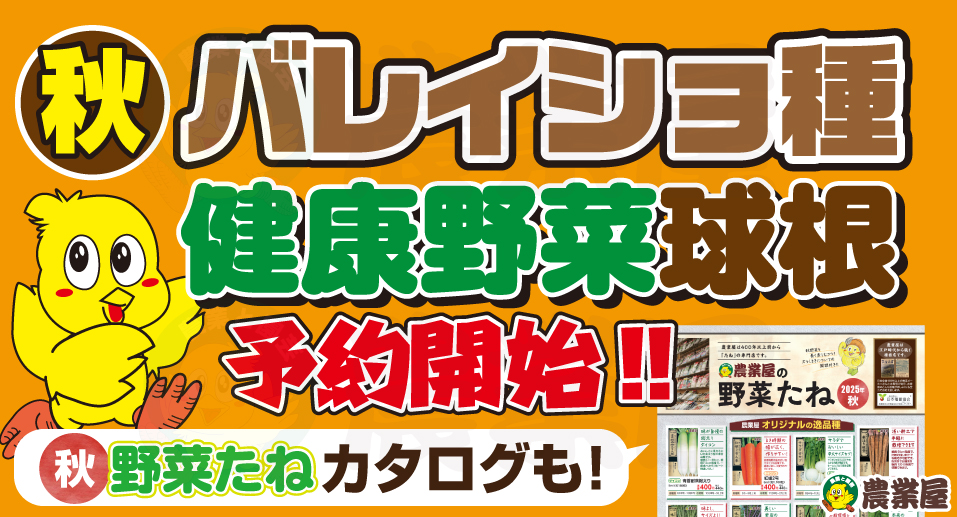 秋バレイショ種・健康野菜球根予約開始しました！秋野菜たねカタログ配布中！