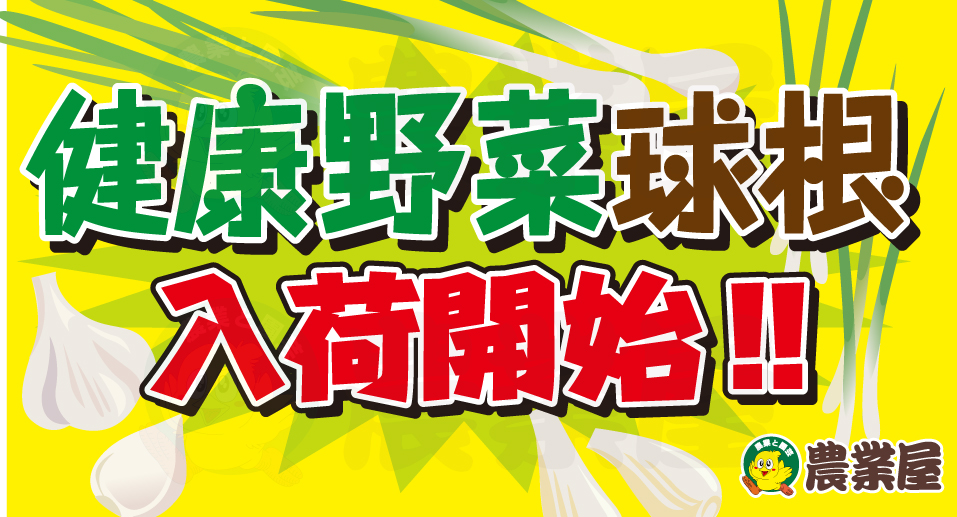 健康野菜球根が入荷開始！！