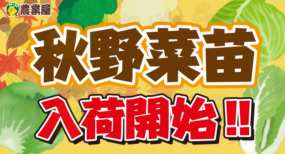 秋野菜苗入荷開始しました！！