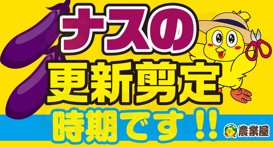 ナスの更新剪定の時期が来ました！