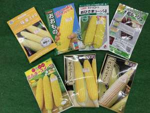 とうもろこしの種まき時期です！