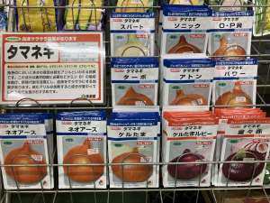 玉ねぎ種、入荷開始！！