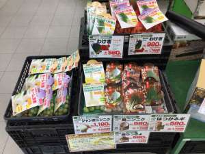 秋馬鈴薯・健康野菜の予約受付中‼️