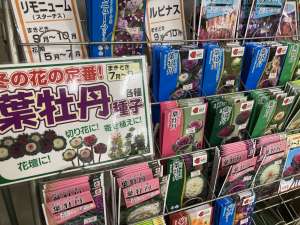 葉牡丹種子、入荷開始！