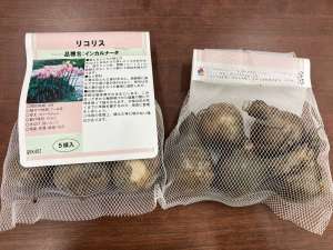 店頭にない商品はお取り寄せ致します。リコリス球根のご紹介