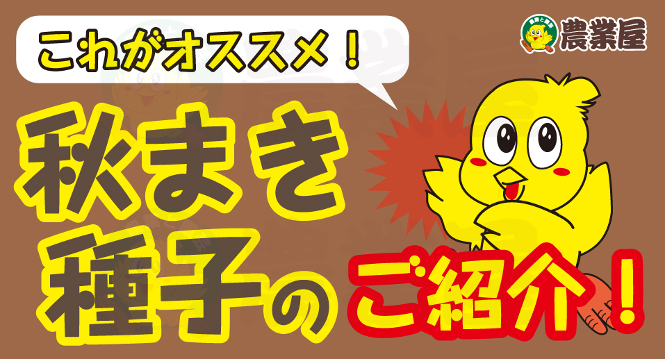 秋まき種子のご紹介！